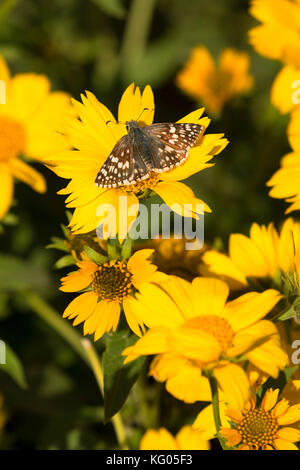 Papillon sur tournesol près de l'entrée est de l'ancienne gare, Theodore Roosevelt, l'unité nationale de Park-South Dakota du Nord Banque D'Images