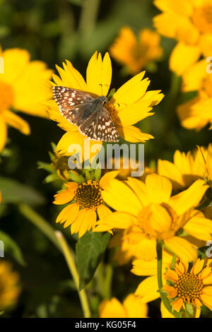 Papillon sur tournesol près de l'entrée est de l'ancienne gare, Theodore Roosevelt, l'unité nationale de Park-South Dakota du Nord Banque D'Images