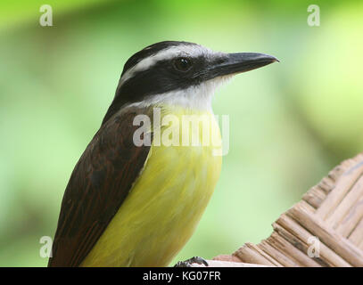 South American tyran Quiquivi (Pitangus sulfuratus) de se percher. Banque D'Images