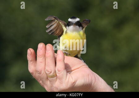 South American tyran Quiquivi (Pitangus sulfuratus) atterrissage sur une main du gestionnaire d'oiseaux au cours de spectacle d'oiseaux au Zoo de Rotterdam Blijdorp Banque D'Images