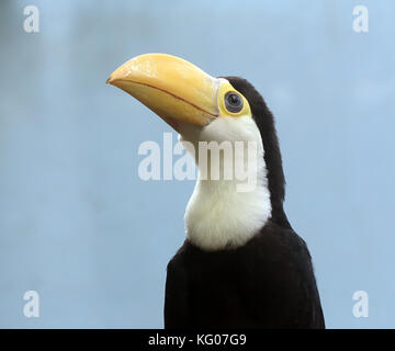 Commun sud-américain de bébé ou Toco Toucan (Ramphastos toco) en libre Banque D'Images