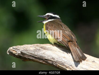 Chant du Grand Kiskadee (Pitangus sulfuratus) d'Amérique du Sud. Banque D'Images