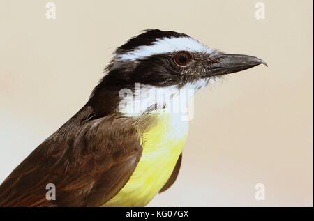 Portrait du Grand Kiskadee (Pitangus sulfuratus) d'Amérique du Sud, vu en profil. Banque D'Images