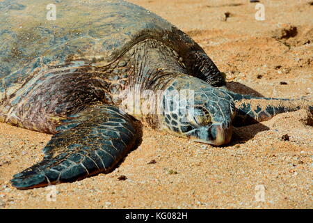 Tortue de mer verte au soleil sur la plage de north shore d'Hawaii's Island d'Oahu. Banque D'Images