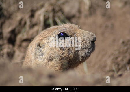 Praire dog (Cynomys) close up portrait, Devils Tower, le Dakota du Sud, USA. Banque D'Images