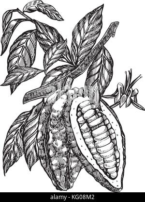 Les fèves de cacao Chocolat. vector illustration illustration style gravé. croquis dessinés à la main, les fèves de cacao, feuilles d'arbres, et les branches. Illustration de Vecteur