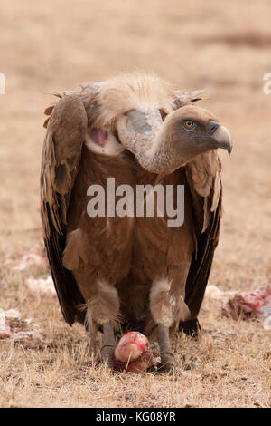 Gyps fulvus Banque D'Images