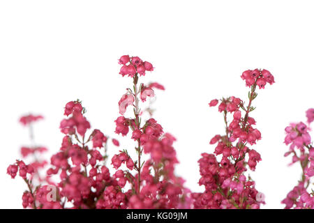 Gros plan des fleurs roses d'un bell heather plante contre un fond blanc Banque D'Images