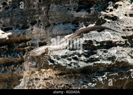 King's skink lizard - Rottnest Island - Australie Banque D'Images