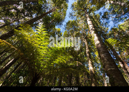 Bush dans la chaîne Waitakere d'Auckland, Nouvelle-Zélande Banque D'Images