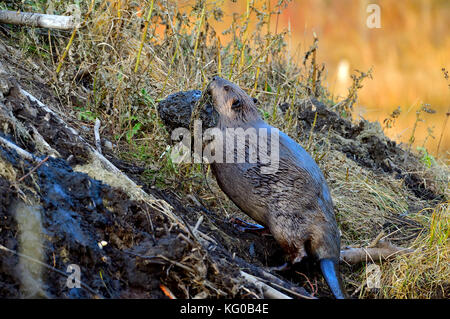 Un Castor Castor canadensis 'adultes', la boue fixes haut de l'extérieur de sa loge pour réparer un trou dans le toit au beaver boardwalk à Hinton en Alberta peuvent Banque D'Images