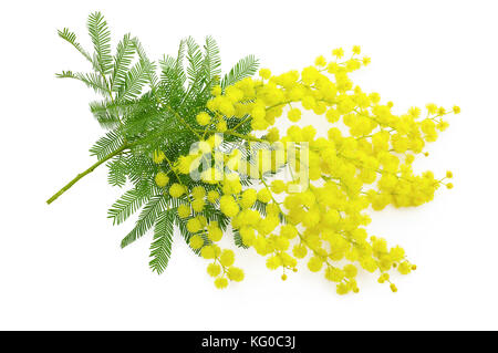 Fleur de hochet ou branche de mimosa, symbole de la journée internationale des femmes du 8 mars, sur fond blanc Banque D'Images