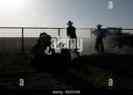 Silhouette de cowboys et de travailleurs, le marquage de l'image de marque et la vaccination des veaux sur un ranch, Texas Banque D'Images