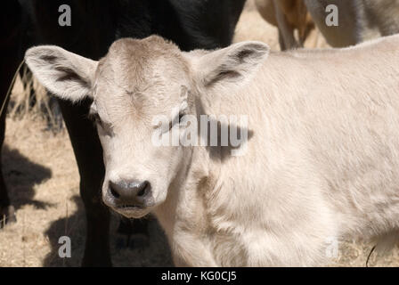 Angus veau charolais Banque D'Images