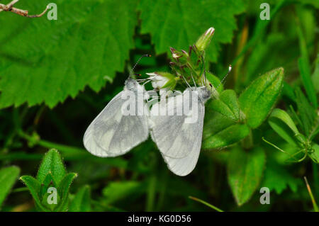 Papillon blanc en bois, paire d'accouplement « Leptidea sinapis ». Rare.trouvé dans les manèges de bois et de scrobland. Vols mai et juin. Meeth, Devon, Royaume-Uni. Banque D'Images