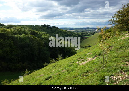 Barton Hills Réserve naturelle nationale dans le Bedfordshire, Angleterre Banque D'Images