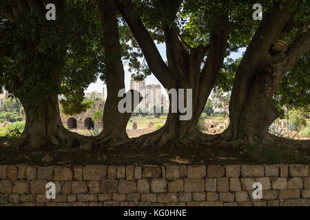 Les arbres massifs à al-bass ruines, avec en arrière-plan la ville de pneu, pneu, aigre, Liban Banque D'Images