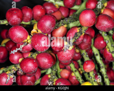 Sucre de palme naine (Arenga engleri) fruits (connue pour causer une réaction allergique grave), close-up Banque D'Images