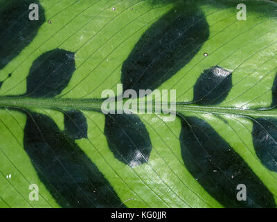 Calathea lancifolia Calathea (crotales) leaf close-up Banque D'Images