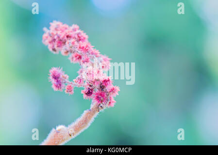 Rhus typhina fleur simple. Banque D'Images