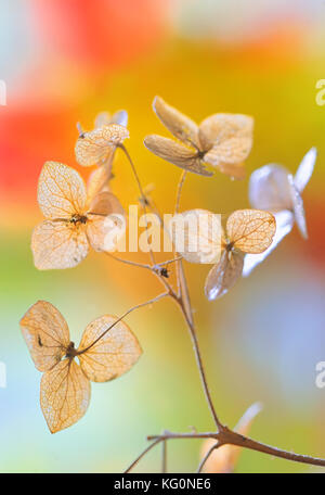 L'automne fleurs sèches de hydrangea- hortensie Banque D'Images