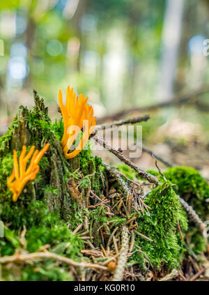 Low angle shot d'un orange corail champignons dans une ambiance forestière Banque D'Images
