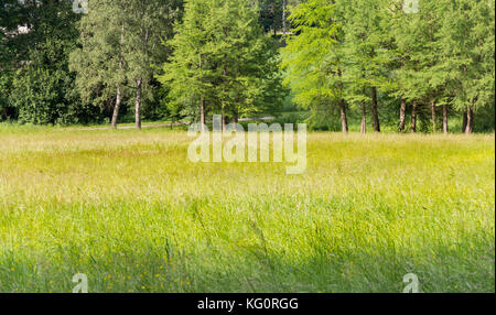 Paysage d'été ensoleillée woodside à temps dans le sud de l'Allemagne Banque D'Images