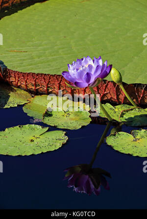 Cette violet vif singulier water lily est un hors concours contre le très grand et petit nénuphar vert vif contrastant Banque D'Images