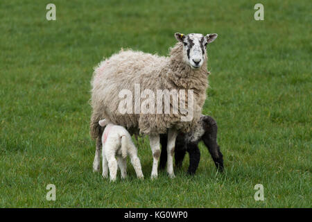 Gros plan sur 1 mouton (brebis) et 2 petites agneaux debout sur l'herbe dans le champ agricole au printemps (jeunes nourrissant et mère affamant à l'appareil photo) - Angleterre, GB, Royaume-Uni. Banque D'Images