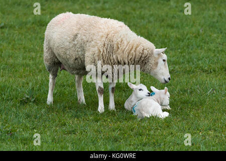 Close-up de 1 moutons (brebis) et 2 agneaux dans un champ au printemps. Les jeunes sont bien ensemble sur l'herbe, maman les protéger -France, FR, UK. Banque D'Images