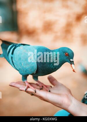 L'alimentation de la part de dove. beaux oiseaux colorés assis sur les main et manger. Banque D'Images