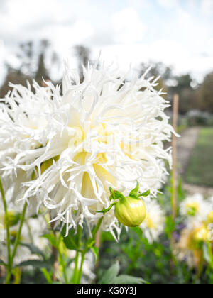 Superbe macro photo d'une fleur de lys blanc dans un jardin de Versailles France avec arrière-plan flou flou grossier Banque D'Images