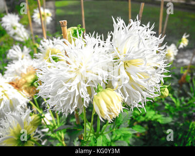 Superbe photo de macro de bleuet blanc dans un jardin de Versailles France avec arrière-plan flou flou grossier Banque D'Images