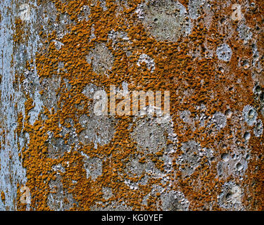 L'écorce des arbres couverts de lichen orange sunburst - texture ou d'arrière-plan Banque D'Images