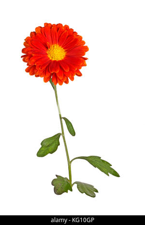 Simple tige avec des feuilles et une fleur orange et jaune de l'automne chrysanthème (Chrysanthemum indicum) isolé sur fond blanc Banque D'Images
