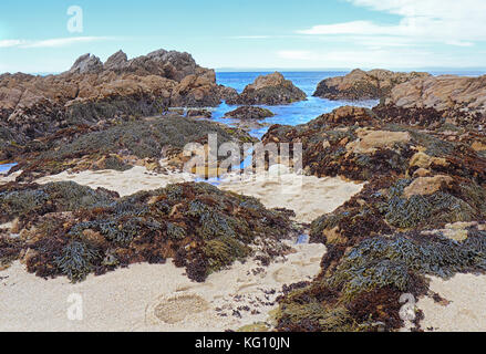 Marée basse révèle les algues et les mares d'eau à l'état d'Asilomar beach à Pacific Grove sur la péninsule de Monterey de Californie Banque D'Images