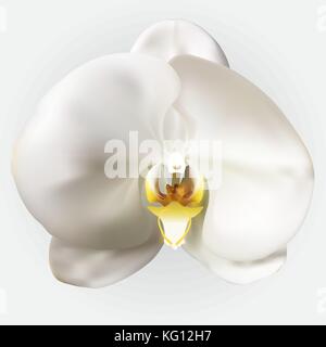 Naturalistic belle orchidée blanche colorée.Vector Illustration. Illustration de Vecteur