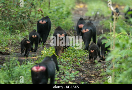 Une troupe de macaques à crête de Célèbes (Macaca nigra) dans le parc national de tangkoko, nord de Sulawesi, Indonésie. l'espèce est gravement menacée. Banque D'Images