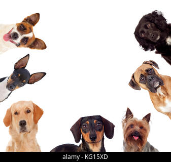 Différents chiens looking at camera isolé sur fond blanc Banque D'Images