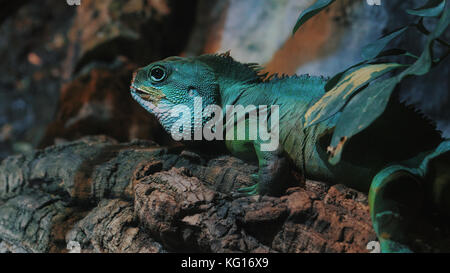 Sleeping Dragon - portrait en gros plan d'une couleur verte direction reposant sur le beau lézard iguane terrarium aquarium de Barcelone. Banque D'Images