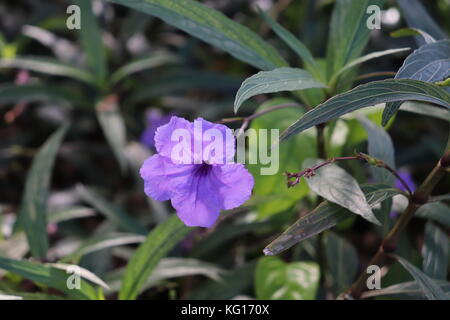 Violet jusqu'fermer Banque D'Images