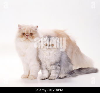 CHAT - Perse Tortoiseshell Cameo, mère et chaton Banque D'Images