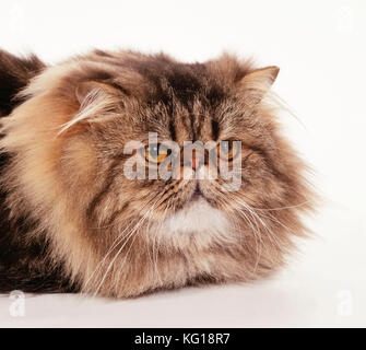 CHAT - Perse - marron classique Tabby Banque D'Images