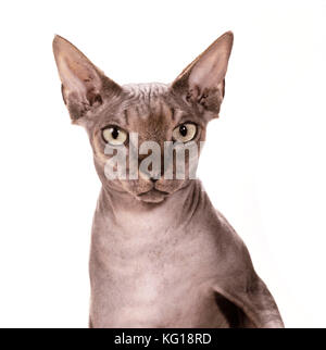 Sphynx CAT - marron Tabby Banque D'Images