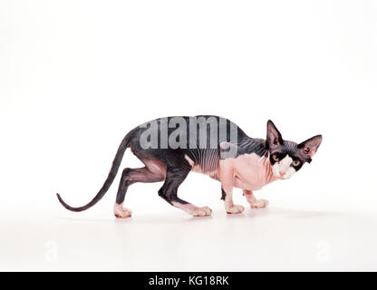 Sphynx CAT - Noir et blanc Banque D'Images