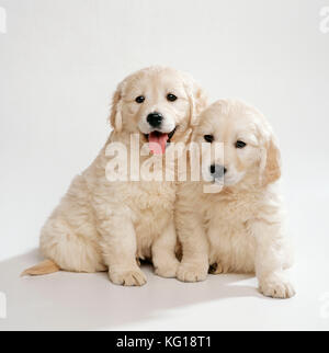 CHIEN - Golden Retriever chiots. 8 semaines. Banque D'Images