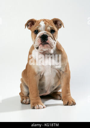 CHIEN - chiot Bulldog Banque D'Images