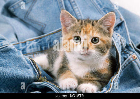 CHAT - chaton allongé dans un Jean Banque D'Images