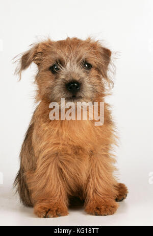 CHIEN - Norfolk / Norwich Terrier chiot, assis Banque D'Images