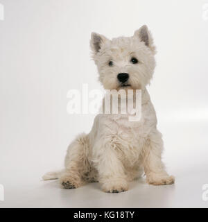 CHIEN - West Highland TERRIER - blanc, assis. &#X517;estie/Westies&#x56e; Banque D'Images